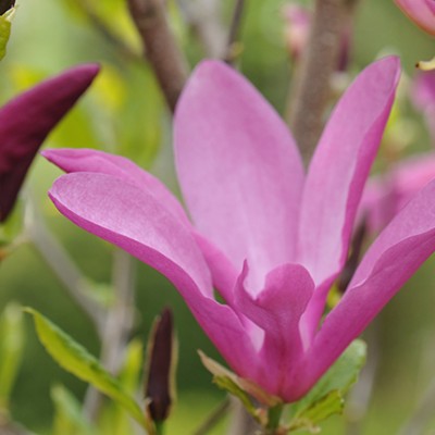 Magnolia Susan 100-120cm, C25